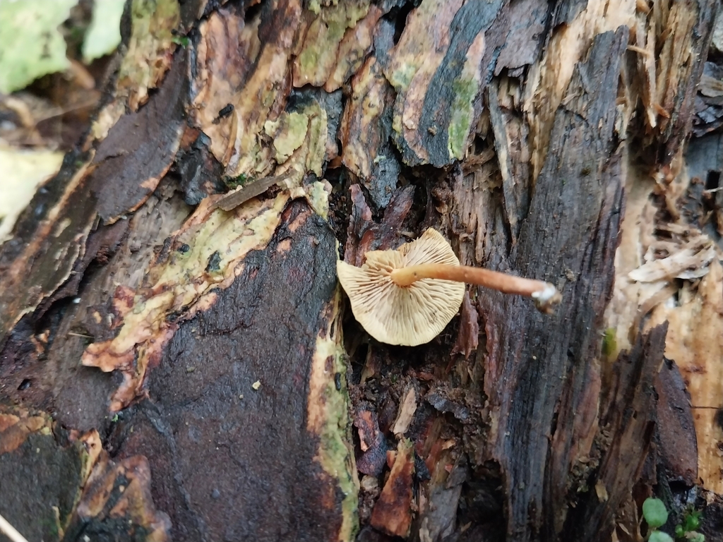 Hypholoma acutum · April 2025 · photo: © kiwialli (iNaturalist, cc-by)