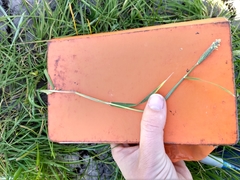 Alopecurus geniculatus