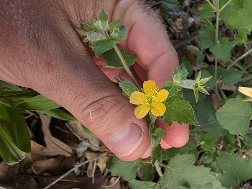 Lindheimer's Stickleaf (Mentzelia lindheimeri)
