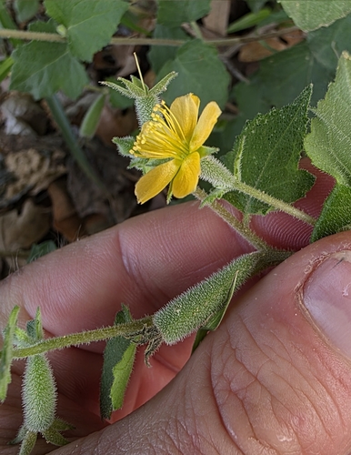 Image of Mentzelia lindheimeri by (c) Cleveland Powell, some rights reserved (CC BY)