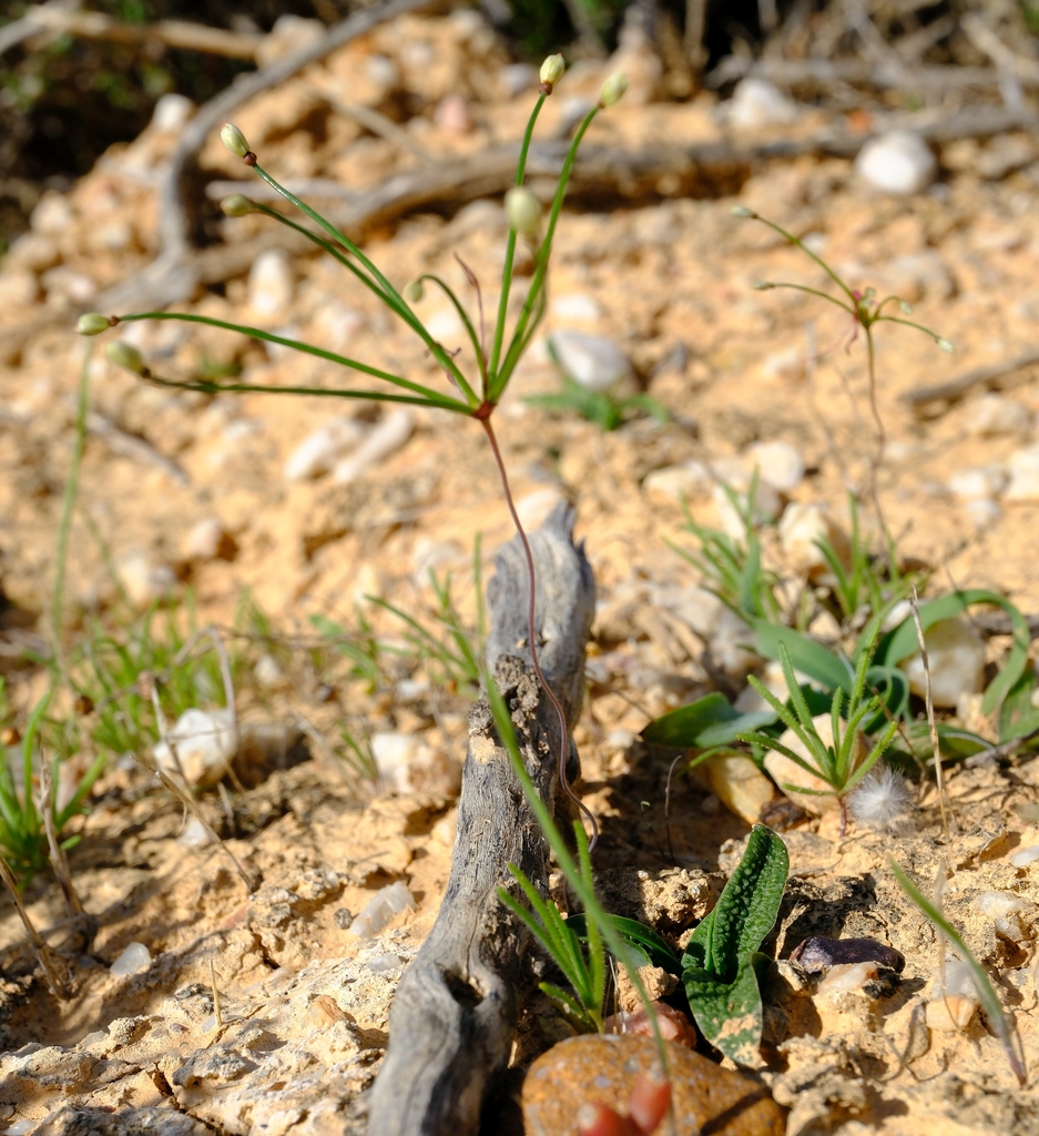 Strumaria pygmaea