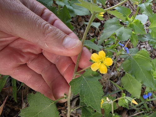 Image of Mentzelia lindheimeri by (c) Cleveland Powell, some rights reserved (CC BY)