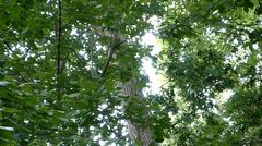 Melanerpes carolinus