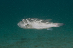 Sphoeroides annulatus