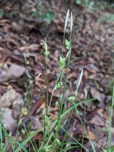 Bent Sedge (Carex styloflexa)