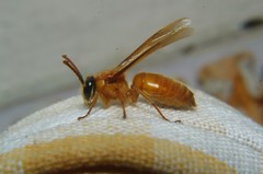 Provespa barthelemyi