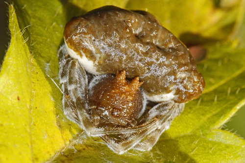 Toadlike Bolas Spider photo 2