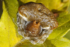 Mastophora phrynosoma