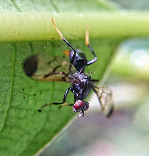 Megalothoraca undulosa