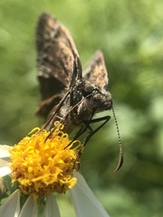 Erynnis horatius