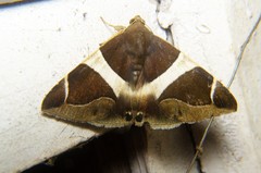Bastilla crameri