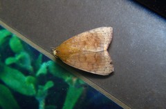 Maurilia