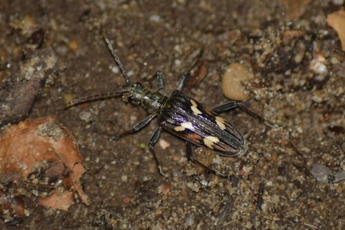 Two-banded Longhorn Beetle, Berg en Dal, Nederland, photo 4 of 10