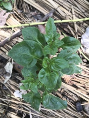 Ocimum basilicum