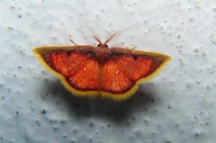 Chrysocraspeda sanguinea