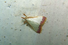 Autocharis hedyphaes