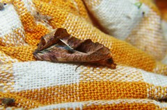 Oraesia emarginata