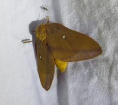 Anisota virginiensis