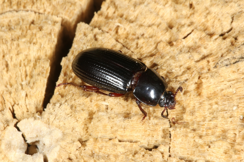 Uloma laevicollis