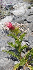 Cirsium andersonii