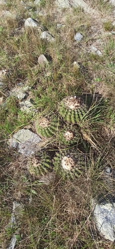 Image of Parodia erinaceus by (c) Rafael Tosi, some rights reserved (CC BY)