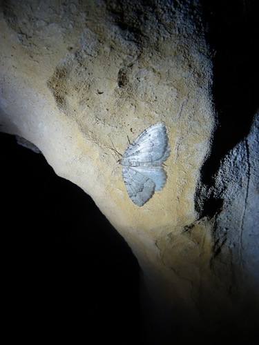 Cavernicole lustrée (La), Incertaine de Tautel (L')
