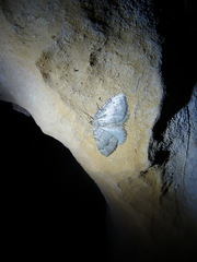 Triphosa