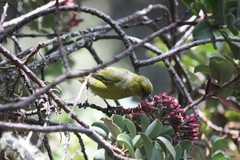 Chlorodrepanis virens wilsoni