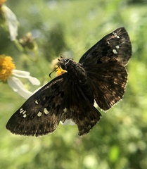 Erynnis horatius