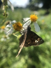 Erynnis horatius