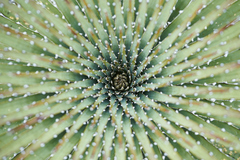 Puya clava-herculis