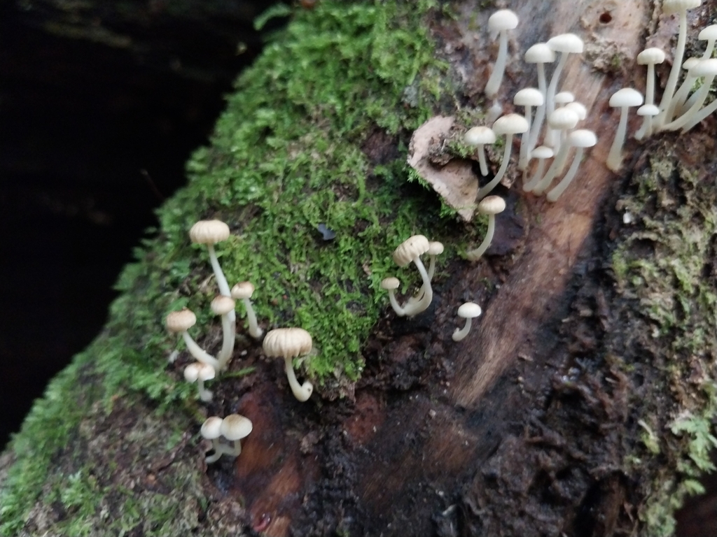 Roridomyces austrororidus · April 2025 · photo: © kiwialli (iNaturalist, cc-by)