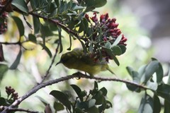 Chlorodrepanis virens wilsoni