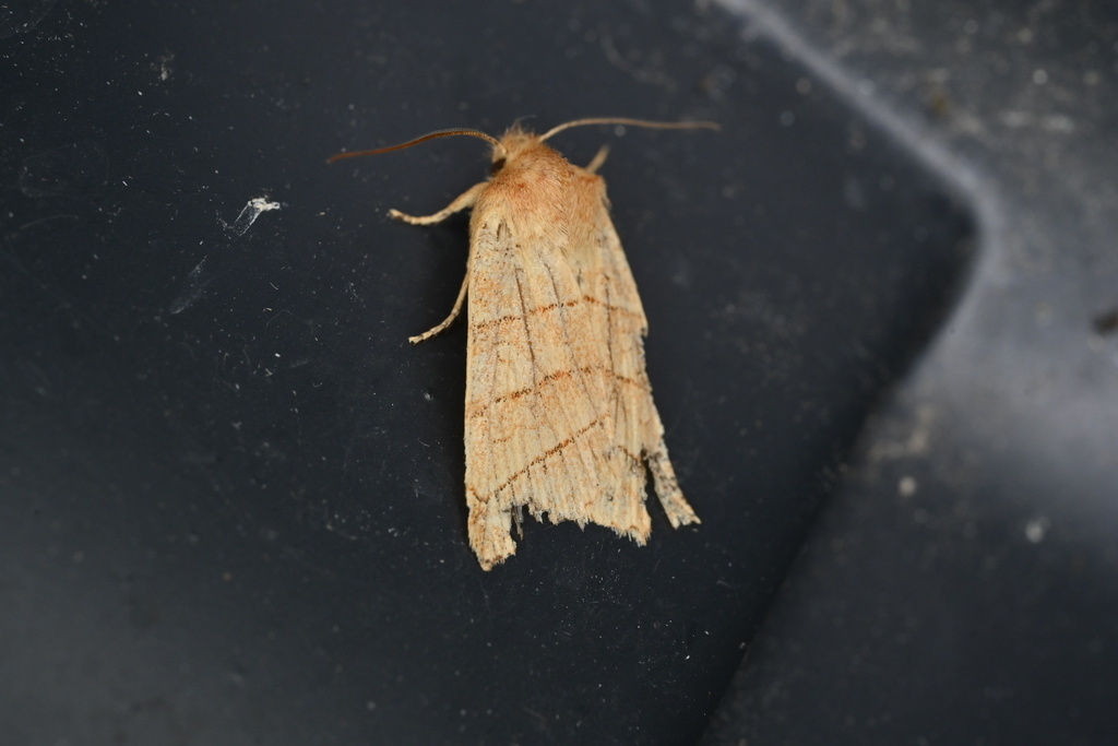 Citrine Sallow
