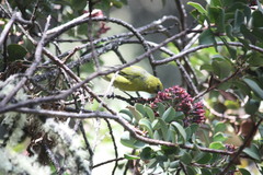 Chlorodrepanis virens wilsoni
