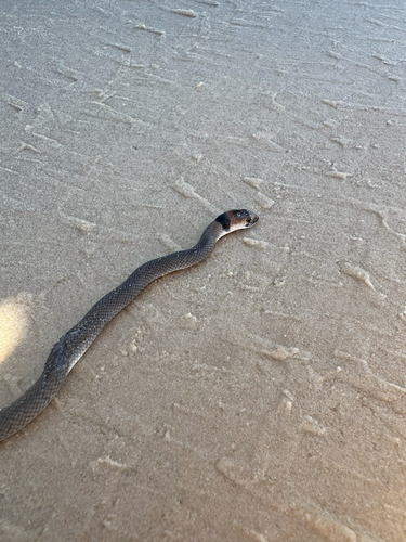 Eastern Brown Snake sighting