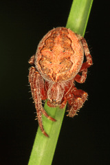 Larinioides patagiatus