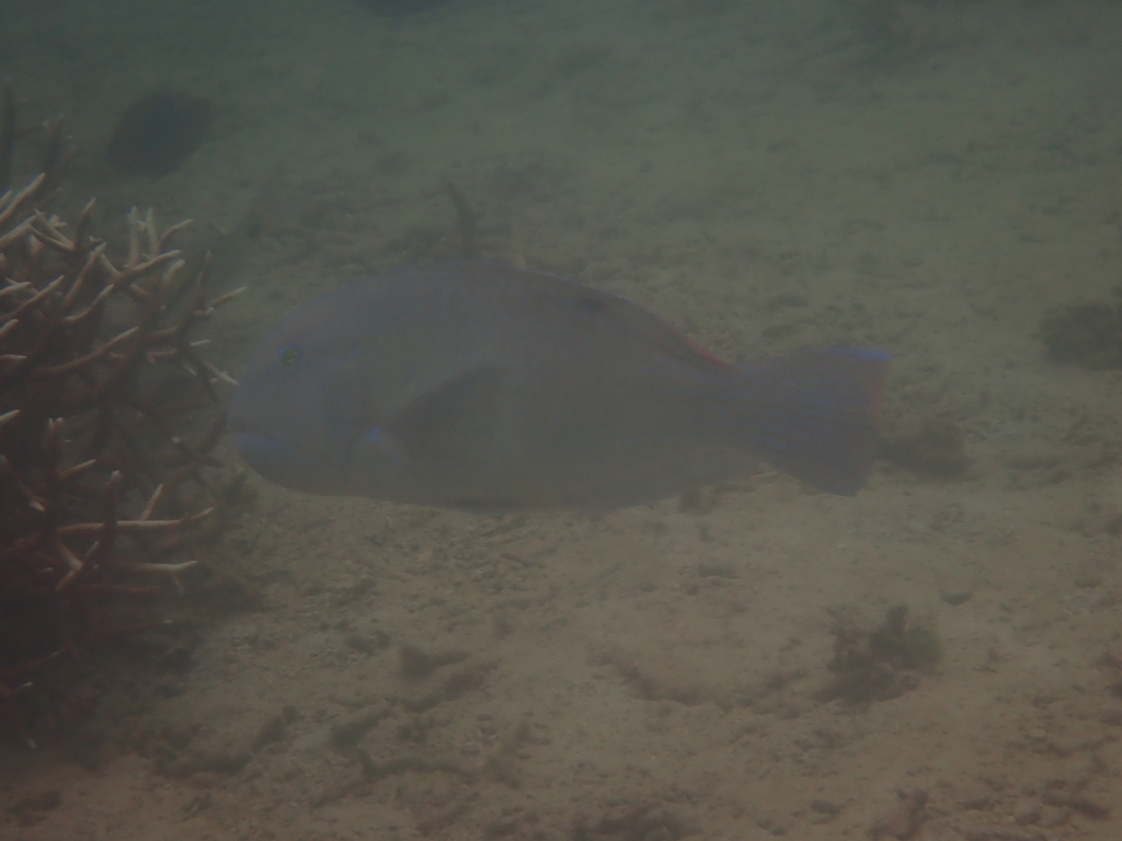 Blackspot Tuskfish