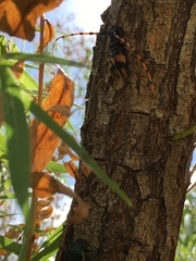 Dendrobias mandibularis