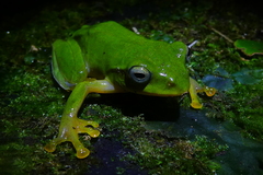 Zhangixalus taipeianus