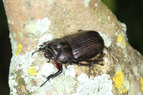Phileurus limicauda