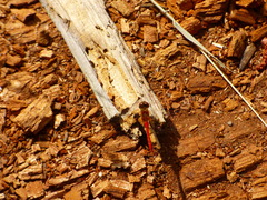 Sympetrum pallipes