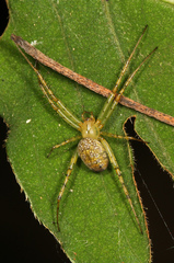 Mangora maculata