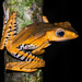 Whipping Frogs - Photo (c) Josh Addesi, some rights reserved (CC BY), uploaded by Josh Addesi