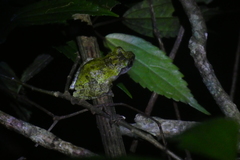 Kurixalus eiffingeri