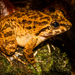 Matang Creek Frog - Photo (c) Josh Addesi, some rights reserved (CC BY), uploaded by Josh Addesi