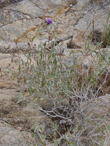 Image of Barleria lancifolia by no rights reserved