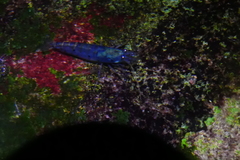 Neocaridina denticulata