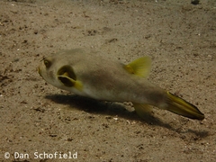 Arothron immaculatus