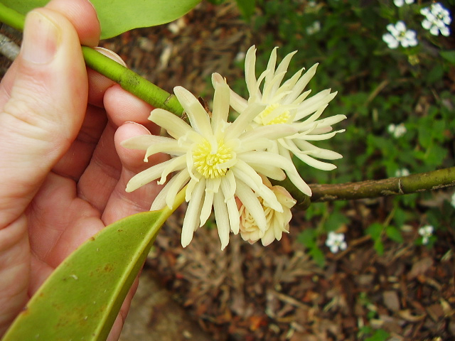 Illicium majus (Illicium majus)